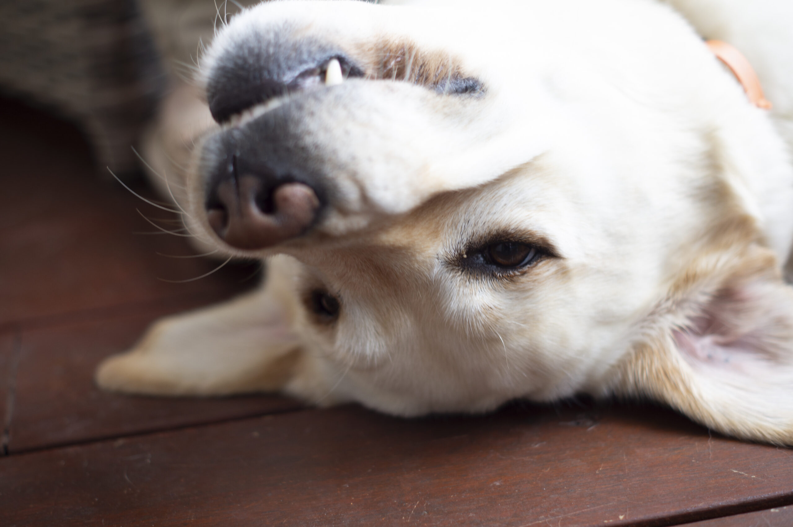 A golden labrador lies upside down on decking