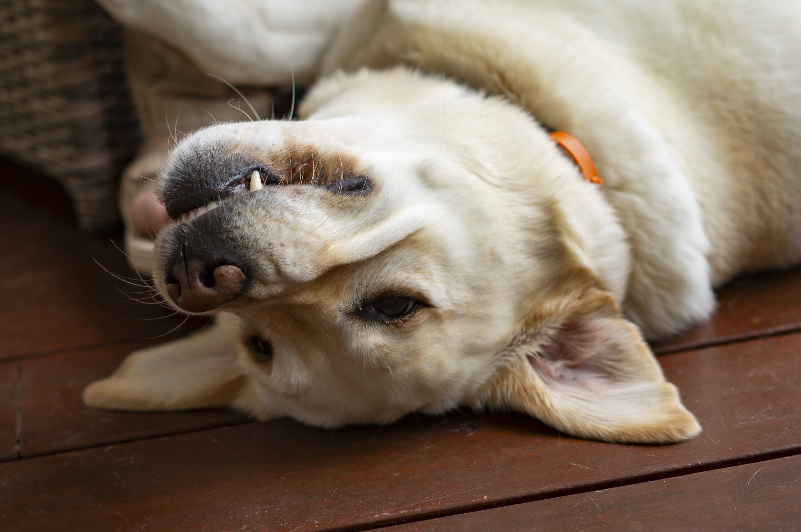 A golden labrador dog is lying upside down on decking